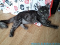 /album/gemma-des-diamants-de-lys/gemma-7-jpg/